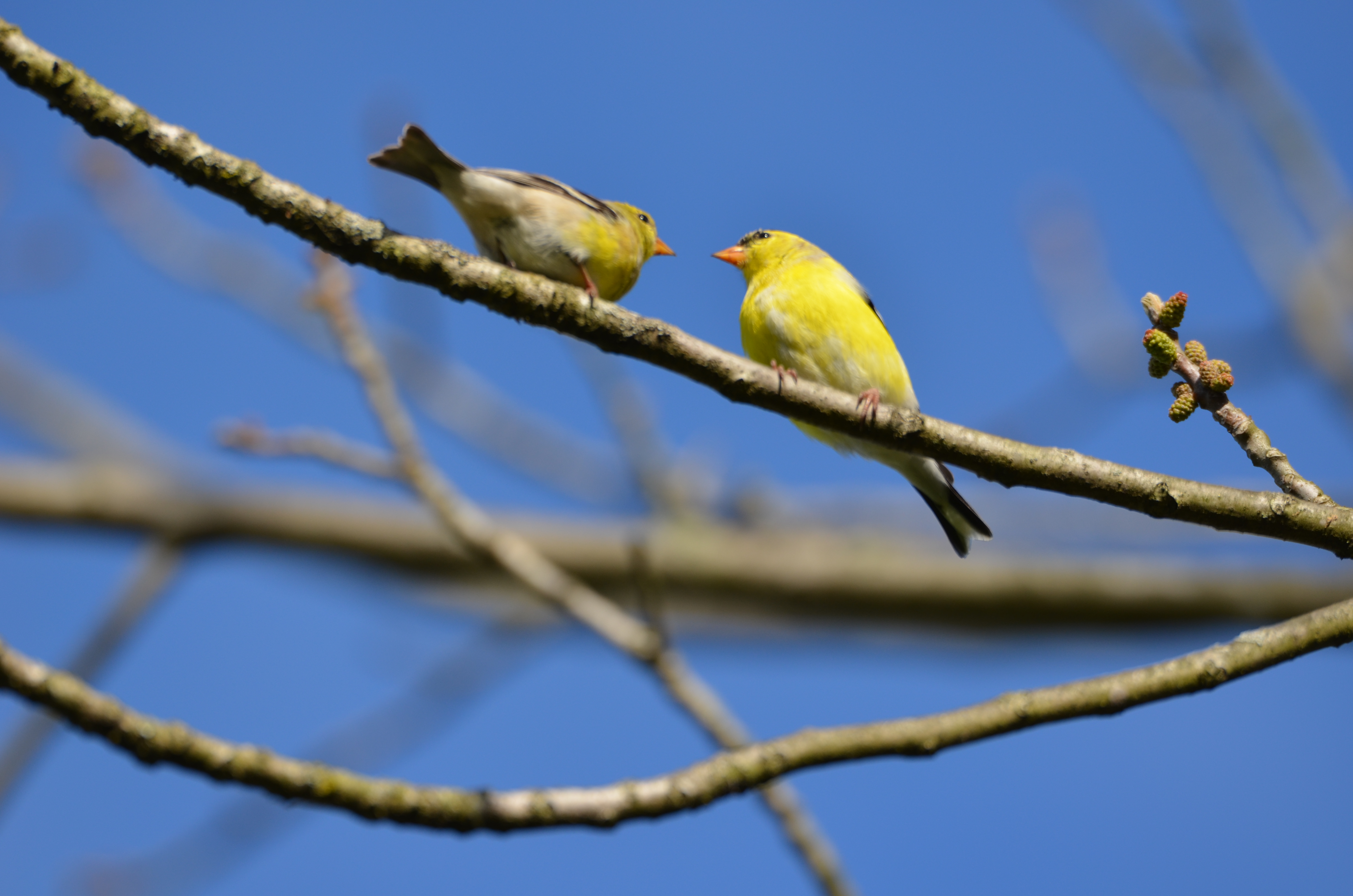 Goldfinch