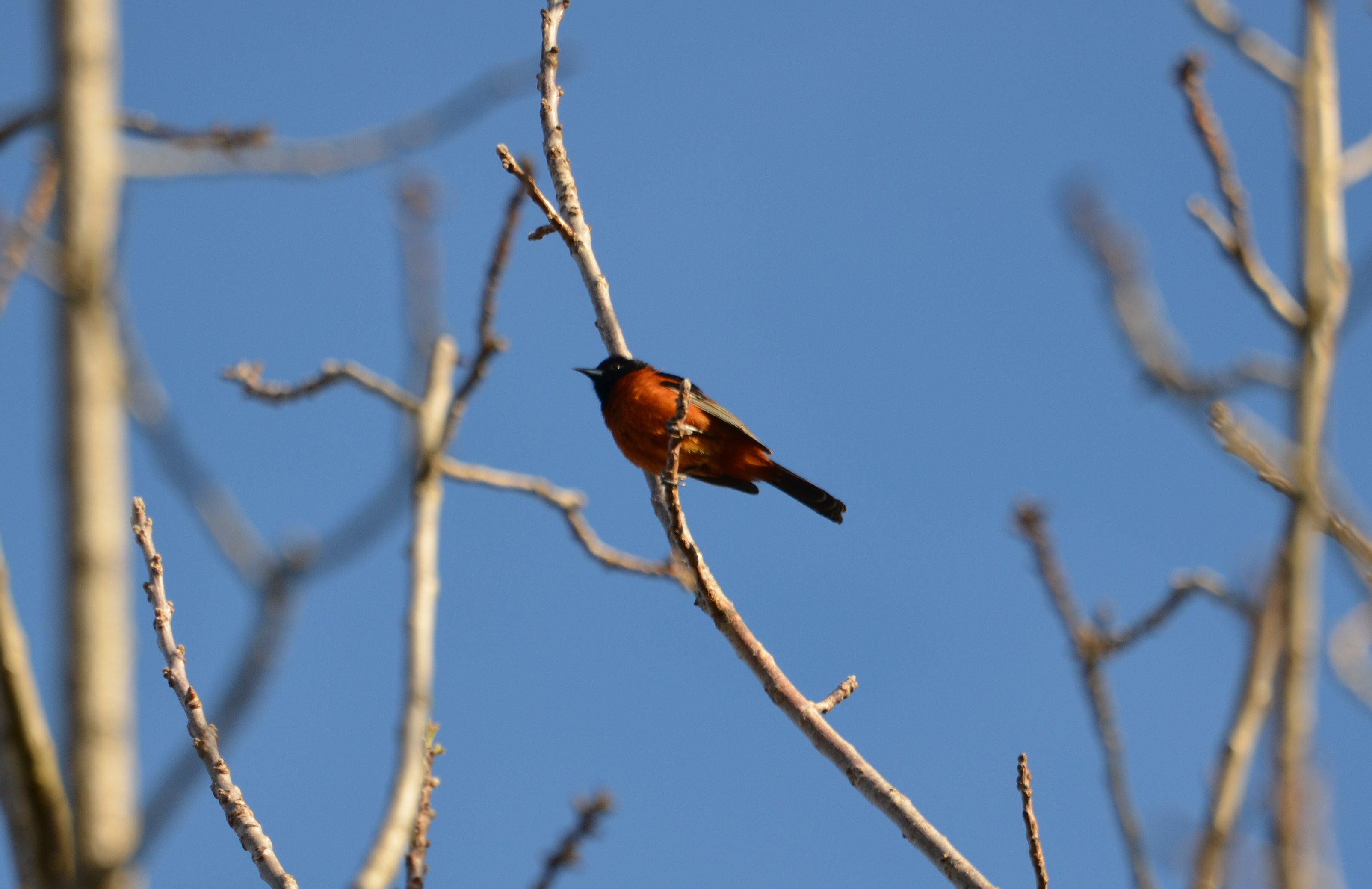 Orchard Oriole