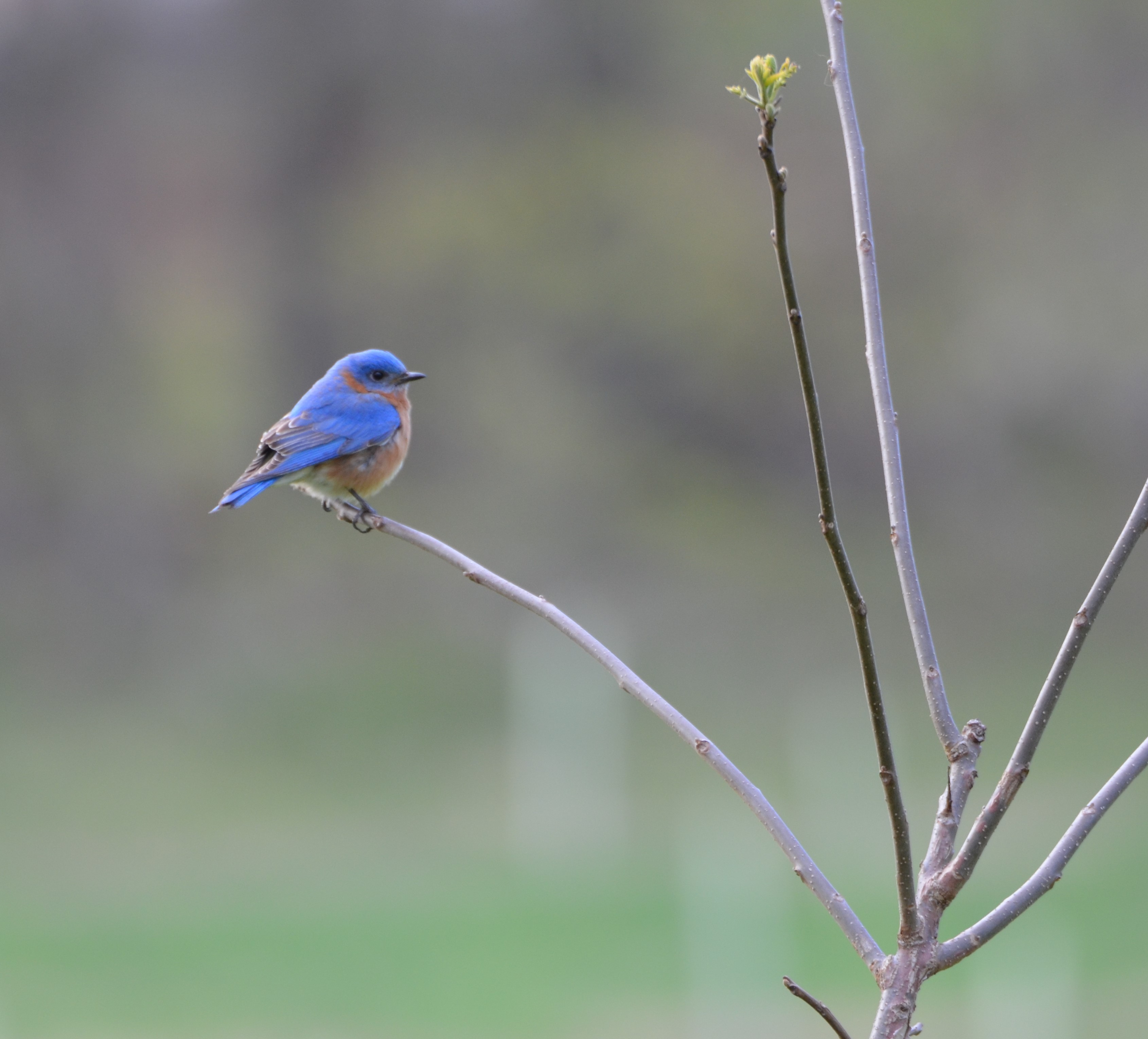 Eastern Bluebird