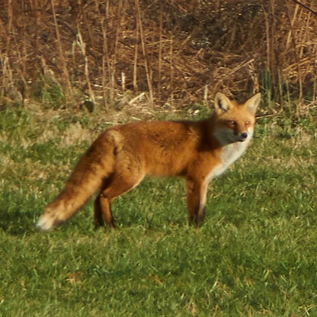 Mutt Mitt Dog Waste Station – Cromwell Valley Park Council